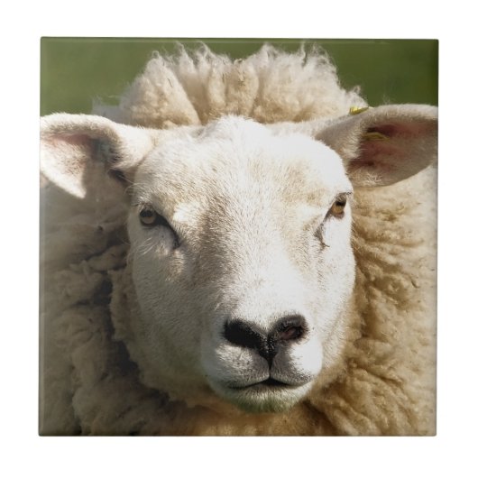 羊 タイル (正面)