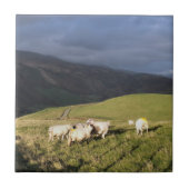 羊 タイル (正面)