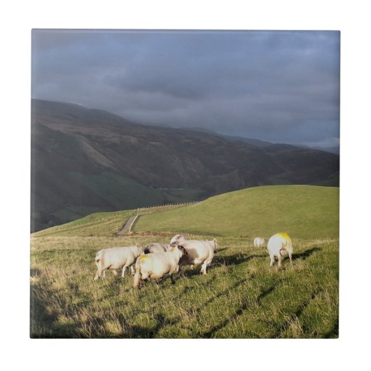 羊 タイル (正面)