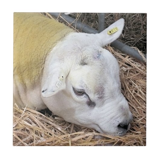 羊 タイル (正面)
