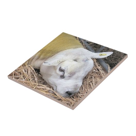 羊 タイル (側面)