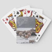 羊 トランプ (裏面)