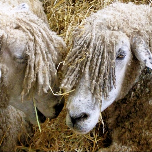 羊 フォトプラーク