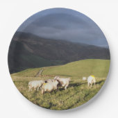 羊 ペーパープレート (正面)