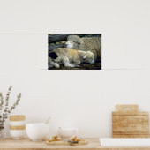 羊 ポスター (キッチン)