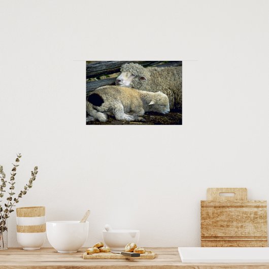 羊 ポスター (キッチン)