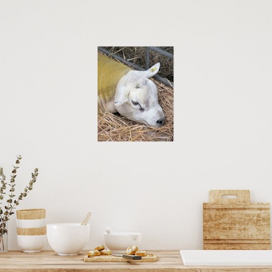 羊 ポスター (キッチン)