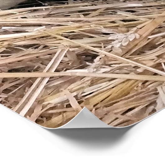 羊 ポスター (角)