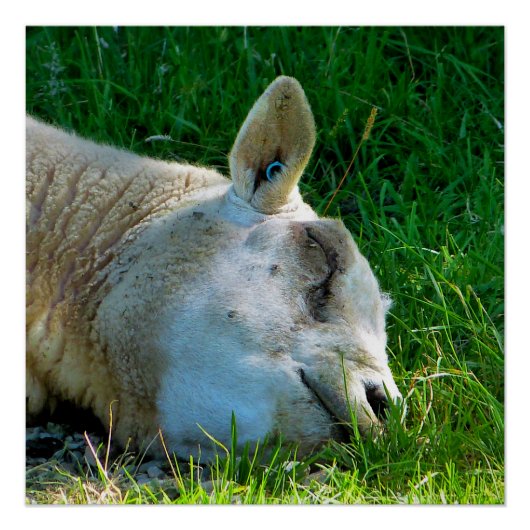 羊 ポスター (正面)