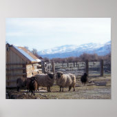 羊 ポスター (正面)