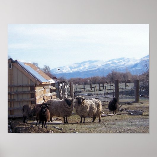 羊 ポスター (正面)