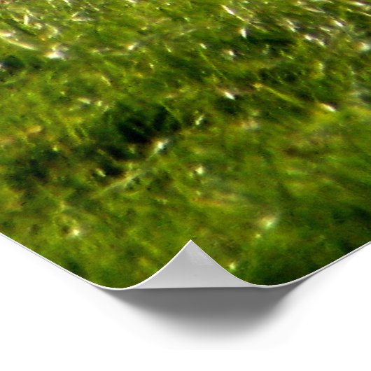 羊 ポスター (角)