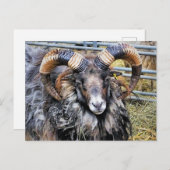 羊 ポストカード (正面/裏面)