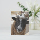 羊 ポストカード (スタンド正面)