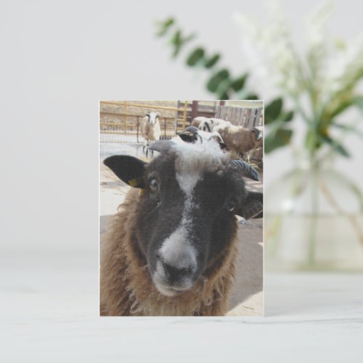 羊 ポストカード (スタンド正面)