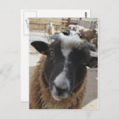 羊 ポストカード (正面/裏面)