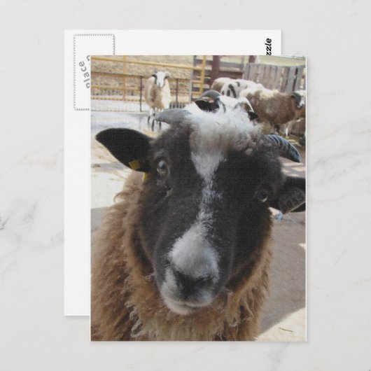 羊 ポストカード (正面/裏面)
