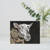 羊 ポストカード (スタンド正面)