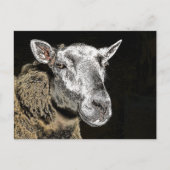 羊 ポストカード (正面)