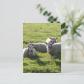 羊 ポストカード (スタンド正面)