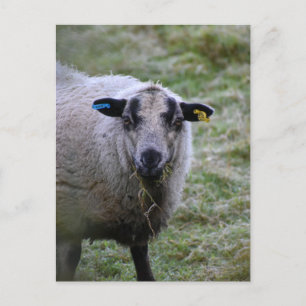 羊 ポストカード