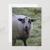 羊 ポストカード (正面/裏面)