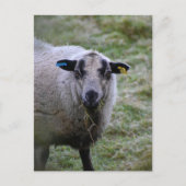 羊 ポストカード (正面)