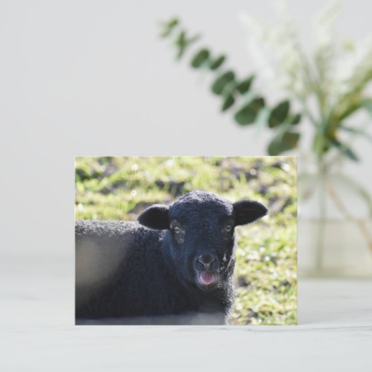 羊 ポストカード (スタンド正面)
