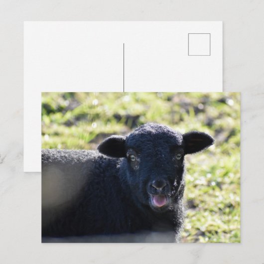 羊 ポストカード (正面/裏面)