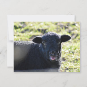 羊 ポストカード