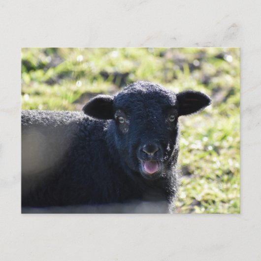 羊 ポストカード (正面)