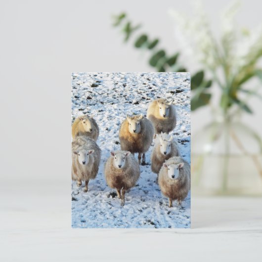 羊 ポストカード (スタンド正面)