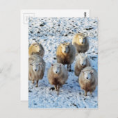 羊 ポストカード (正面/裏面)