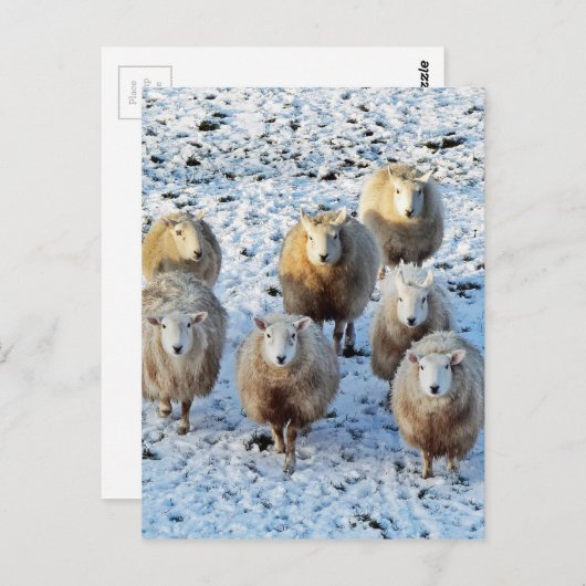 羊 ポストカード (正面/裏面)