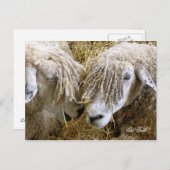 羊 ポストカード (正面/裏面)