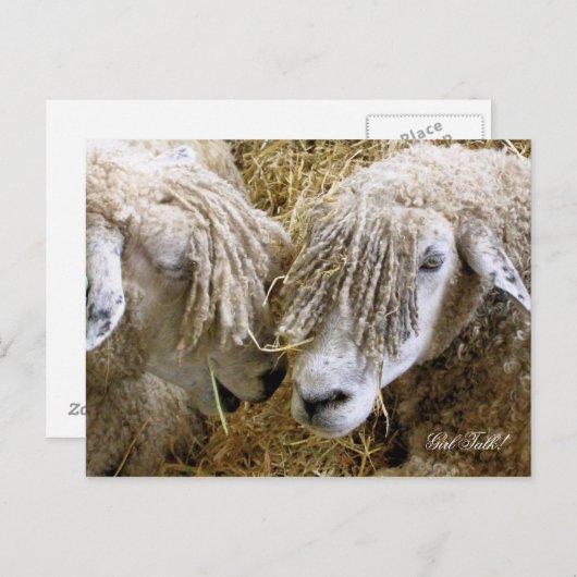 羊 ポストカード (正面/裏面)