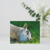 羊 ポストカード (スタンド正面)