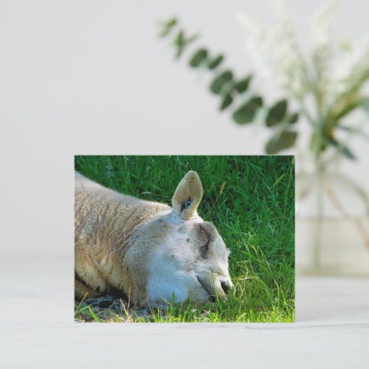 羊 ポストカード (スタンド正面)