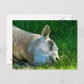 羊 ポストカード (正面/裏面)