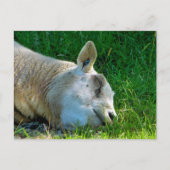 羊 ポストカード (正面)