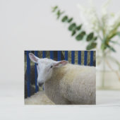 羊 ポストカード (スタンド正面)