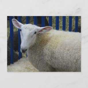 羊 ポストカード