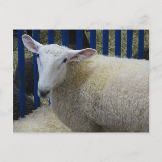 羊 ポストカード (正面)