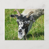 羊 ポストカード (正面)