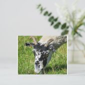 羊 ポストカード (スタンド正面)