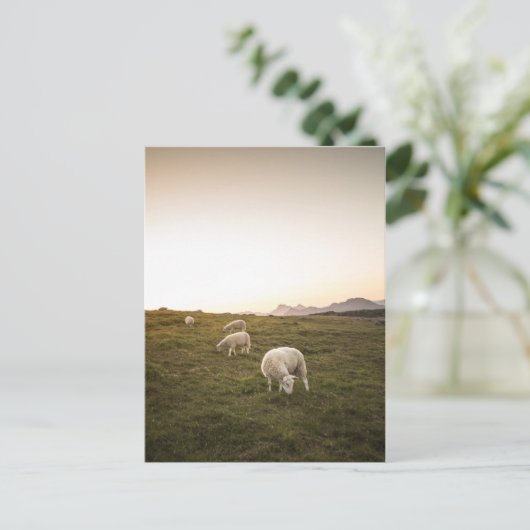 羊 ポストカード (スタンド正面)