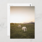 羊 ポストカード (正面/裏面)