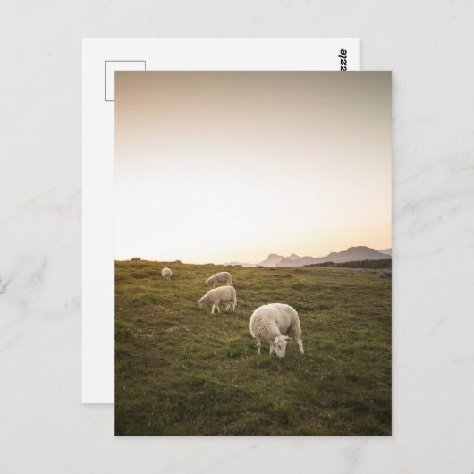 羊 ポストカード (正面/裏面)