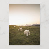 羊 ポストカード (正面)