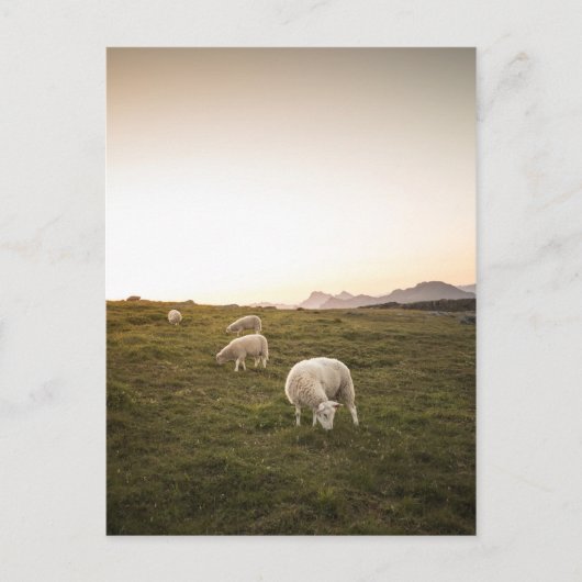 羊 ポストカード (正面)